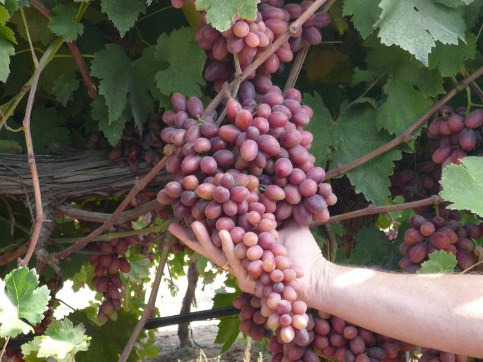 Kā vīnogas samazināt rudenī: instrukcijas un ieteikumi