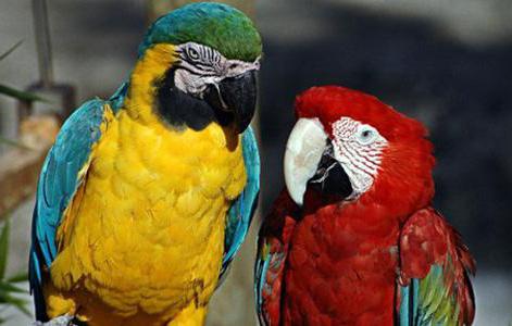 Kāpēc papagaiļi var runāt
