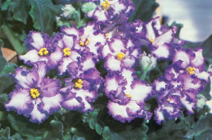 Violeta telpa - skaistu ziedu kopšana