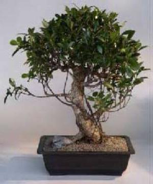 Ficus bonsai: audzēšana mājās