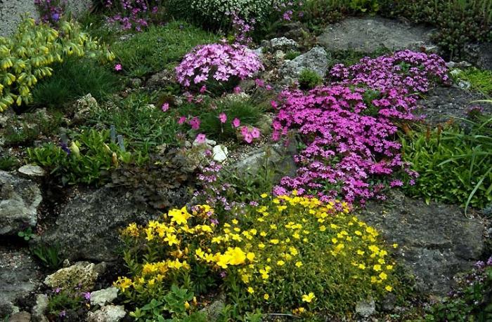 Kura ir labāk augu ziedi Alpu slīdkalniņi