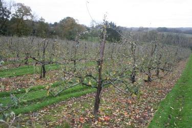 Sagatavojiet ābolu koku ziemai: iet, sala, mīļie, un nepieskarieties mūsu āboliņiem