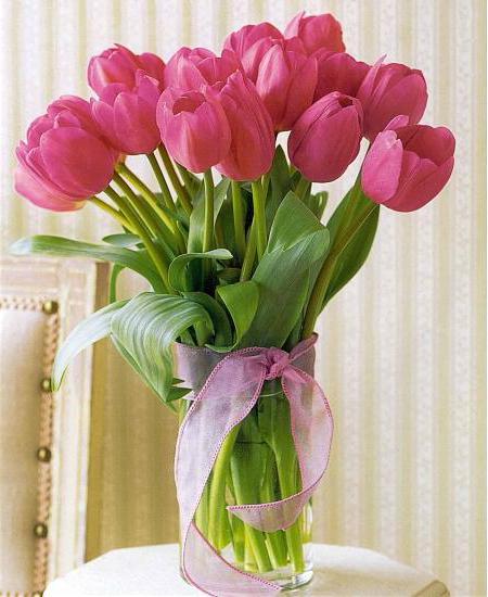 Pink tulips - maigs un izsmalcināts zieds