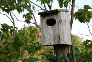 Daži vienkārši padomi par to, kā pareizi pakārt birdhouse