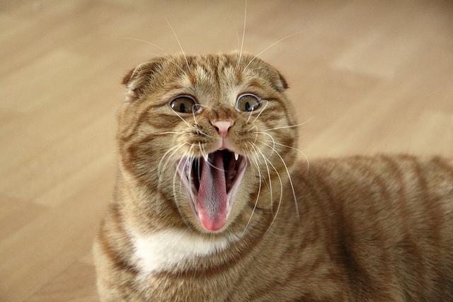 Lop-eared kaķis - burvīgs pet