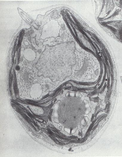 Eukariotu šūna