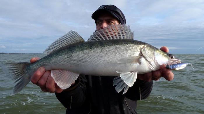 Kaliningradas līcis: zandartu zveja