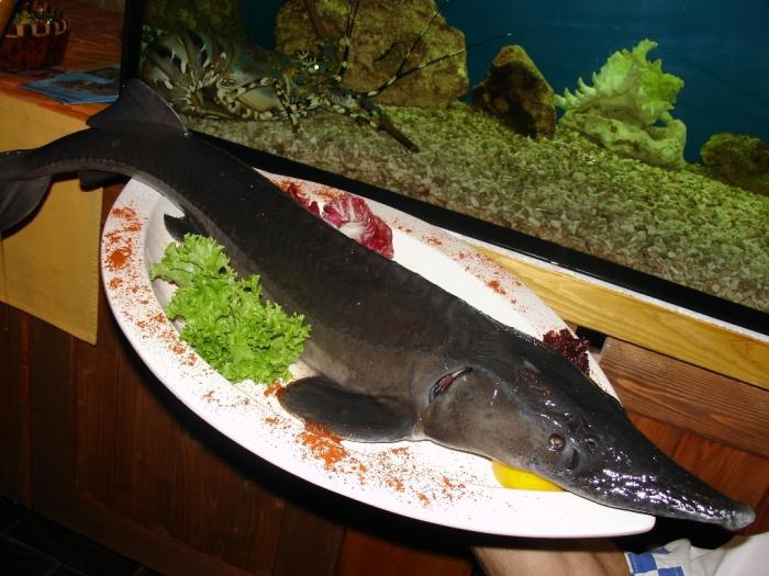 Zivju sterletiņš - patiess royal pārstāvis no ģimenes Sturgeon
