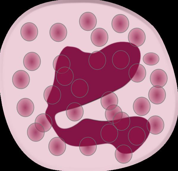 Kādi ir pierādījumi par palielinātu eozinofilu daudzumu bērniem asinīs?