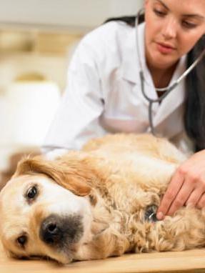 Saindēšanās suņiem: simptomi un sekas